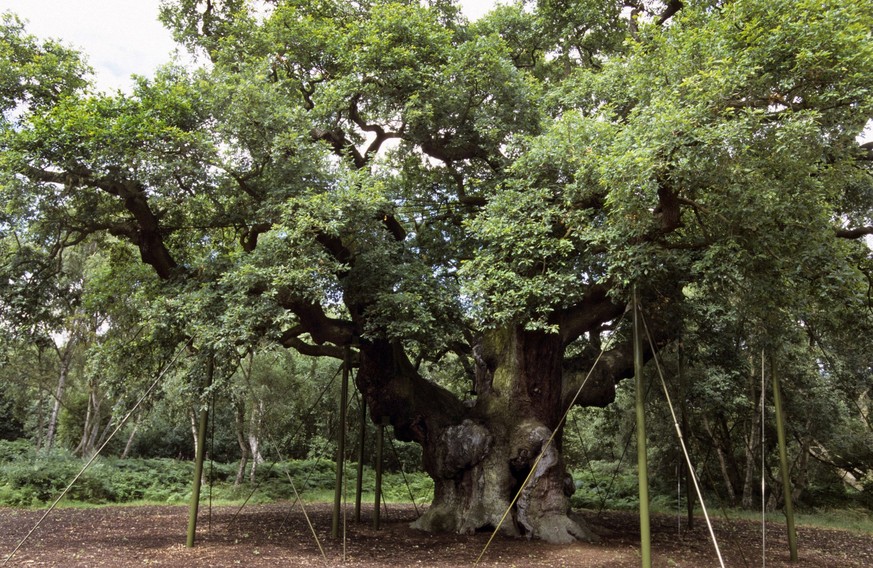 Major Oak - with support props. Sherwood Forest - Nottinghamshire - England. PUBLICATIONxINxGERxSUIxAUTxONLY Copyright: JohanxDexMeester 10753147