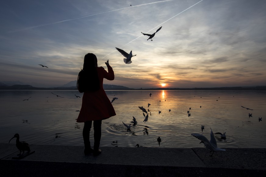 Eine Frau fuettert die Moewen bei schoener Abendstimmung am Zugersee in Zug am Mittwoch, 20. Februar 2019. (KEYSTONE/Alexandra Wey)