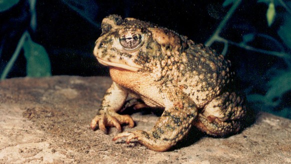 This undated image released by the U.S. Fish and Wildlife Service shows an arroyo toad, which can be found in California and Baja California. The USFWS has proposed to reclassify the toad from endange ...