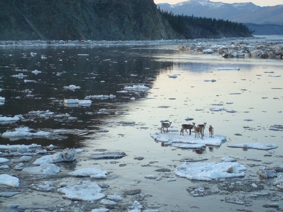 In this May 3, 2014, photo provided by the Alaska Department of Homeland Security and Emergency Management, caribou hitch a ride on an ice chunk in the Yukon River near Circle, Alaska. (AP Photo/Alask ...