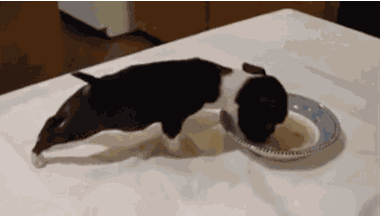 Animiertes GIF