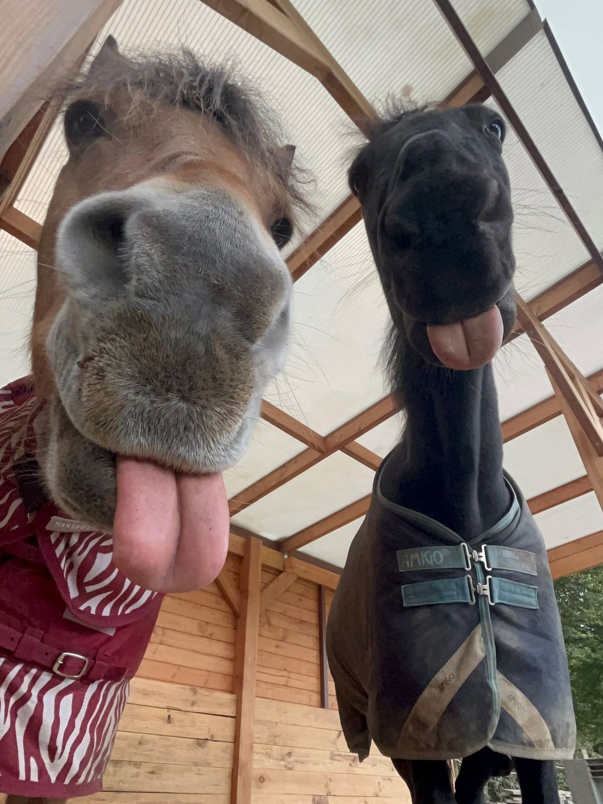 cute news tier pferd

https://ch.pinterest.com/pin/16818198602839668/