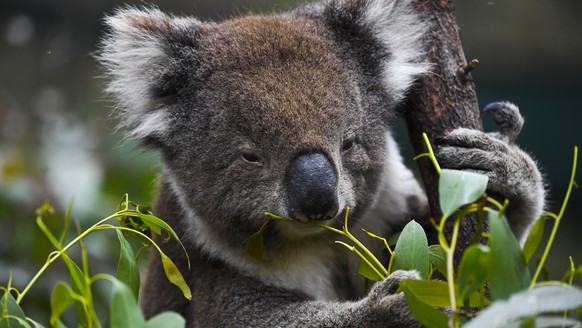 epa08838386 A koala is seen eating gum leaves at the Tidbinbilla Nature Reserve near Canberra, Australia, 24 November 2020. The federal government yesterday announced a national audit of koala populat ...