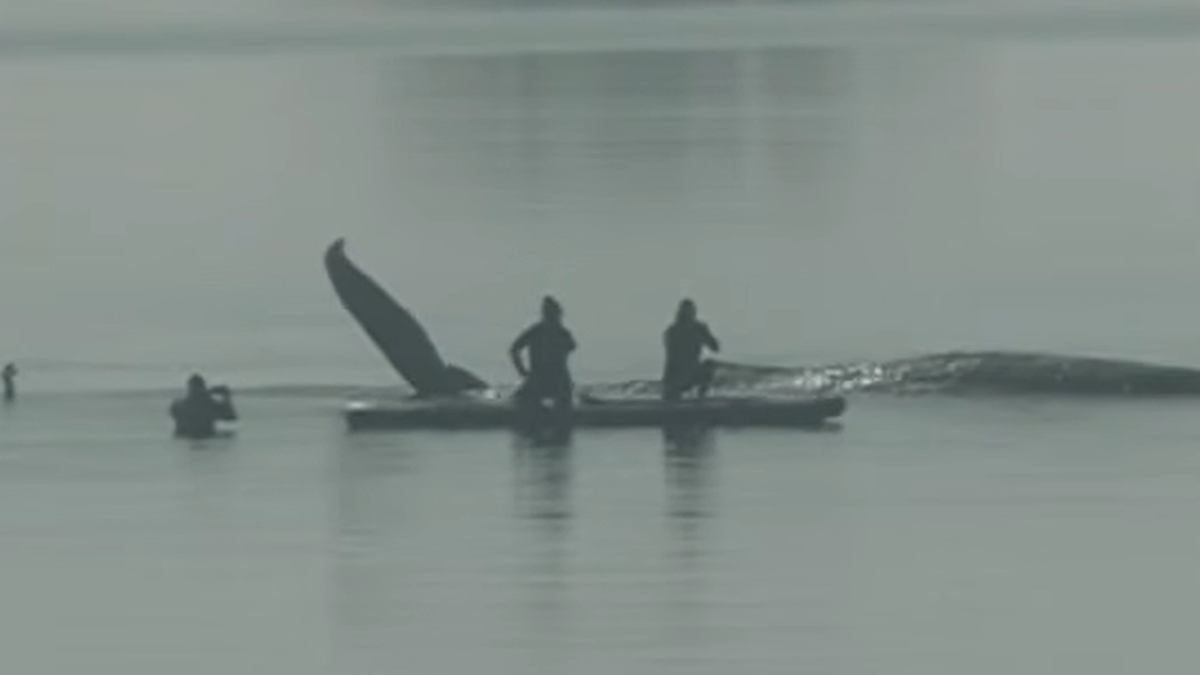 Lastkahn für Buckelwal Timmy befindet sich im Nord-Ostsee-Kanal