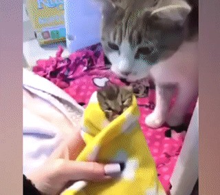 Diese süssesten und lustigsten Tier-Bilder sind alles, was du heute gesehen haben musst
Cute Cats