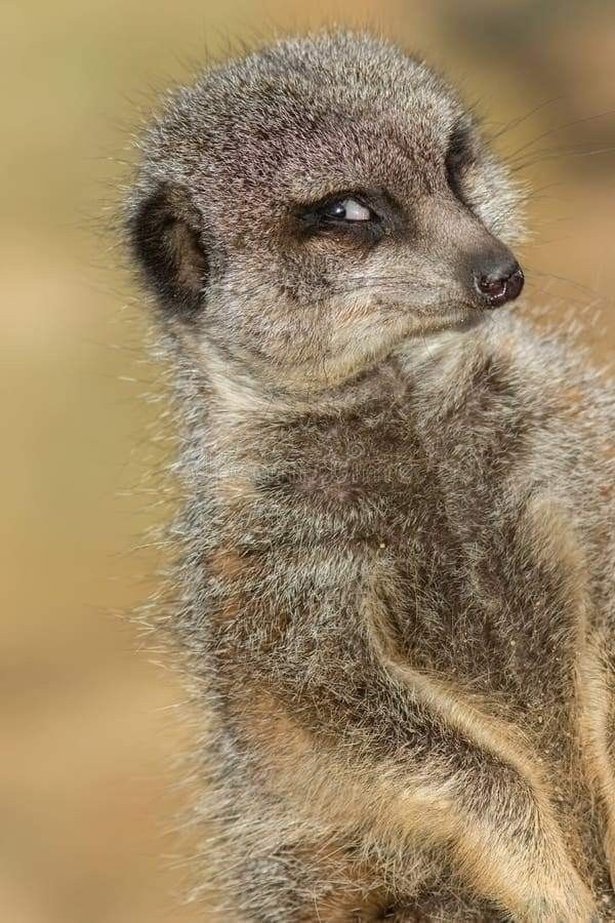 cute news tier erdmännchen

https://ch.pinterest.com/pin/1121888957180655994/