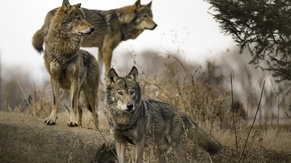 Wölfe, Wolfsrudel