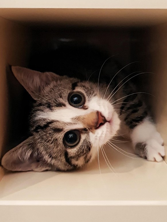 cute news animal tier katze cat

https://imgur.com/t/cat/juDm8GG