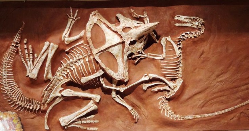 Die Rekonstruktion <a href="https://www.newscientist.com/article/mg22530090-800-stunning-fossils-dinosaur-death-match" target="_blank">eines berühmten Fossils</a>&nbsp;aus der Mongolei. Ein Velociraptor (rechts) kämpfte gerade mit einem Protoceratops, als sie unter der Erde begraben wurden.