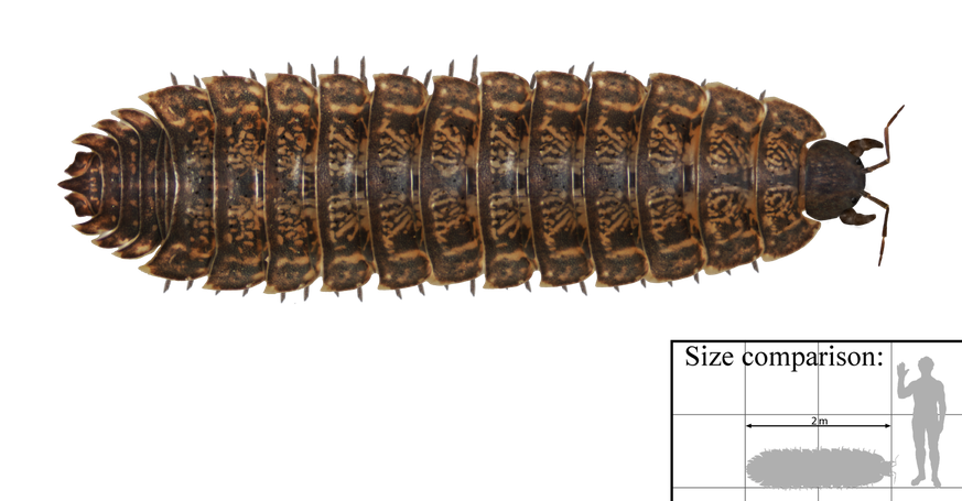 Arthropleura