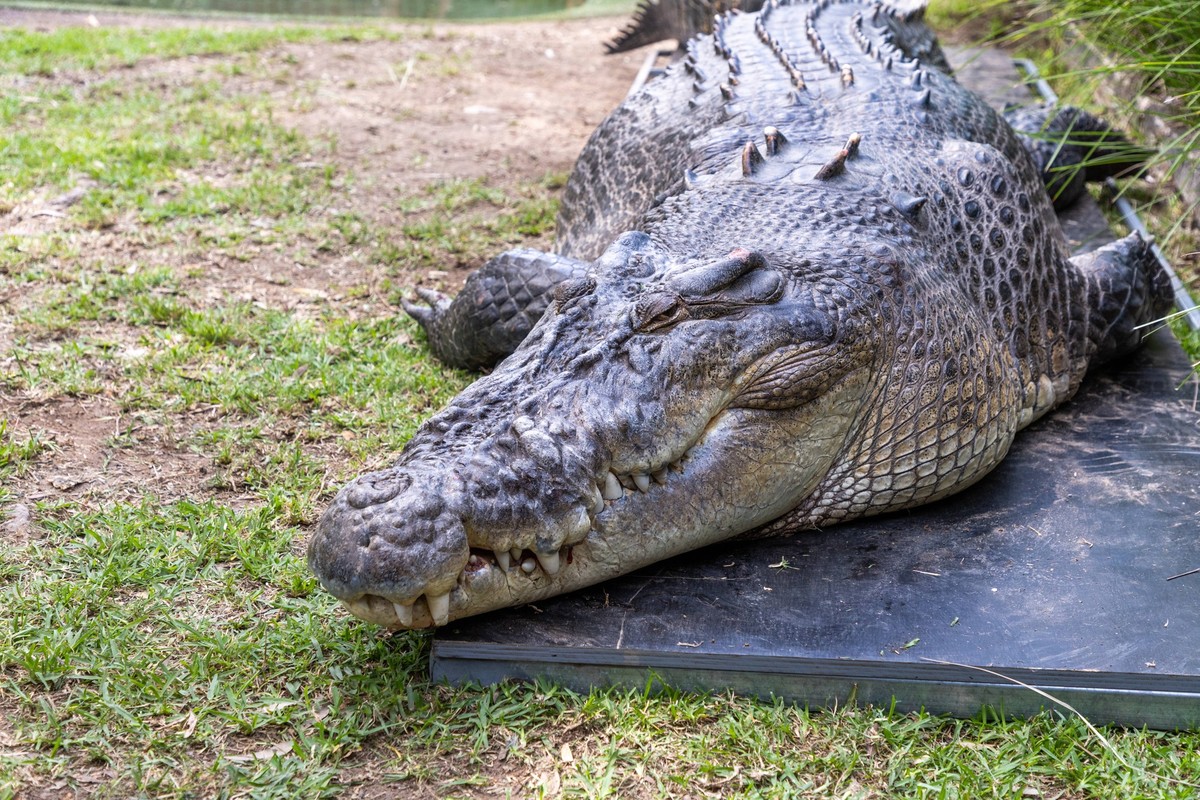 **VIDEO AVAILABLE. CONTACT INFOCOVERMG.COM TO RECEIVE** A veteran zookeeper has sustained a head injury during a dental check-up with a crocodile. Crocodile expert and Australian Reptile Park Operatio ...