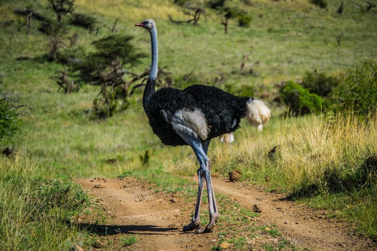 Somalistrauss (Struthio molybdophanes)