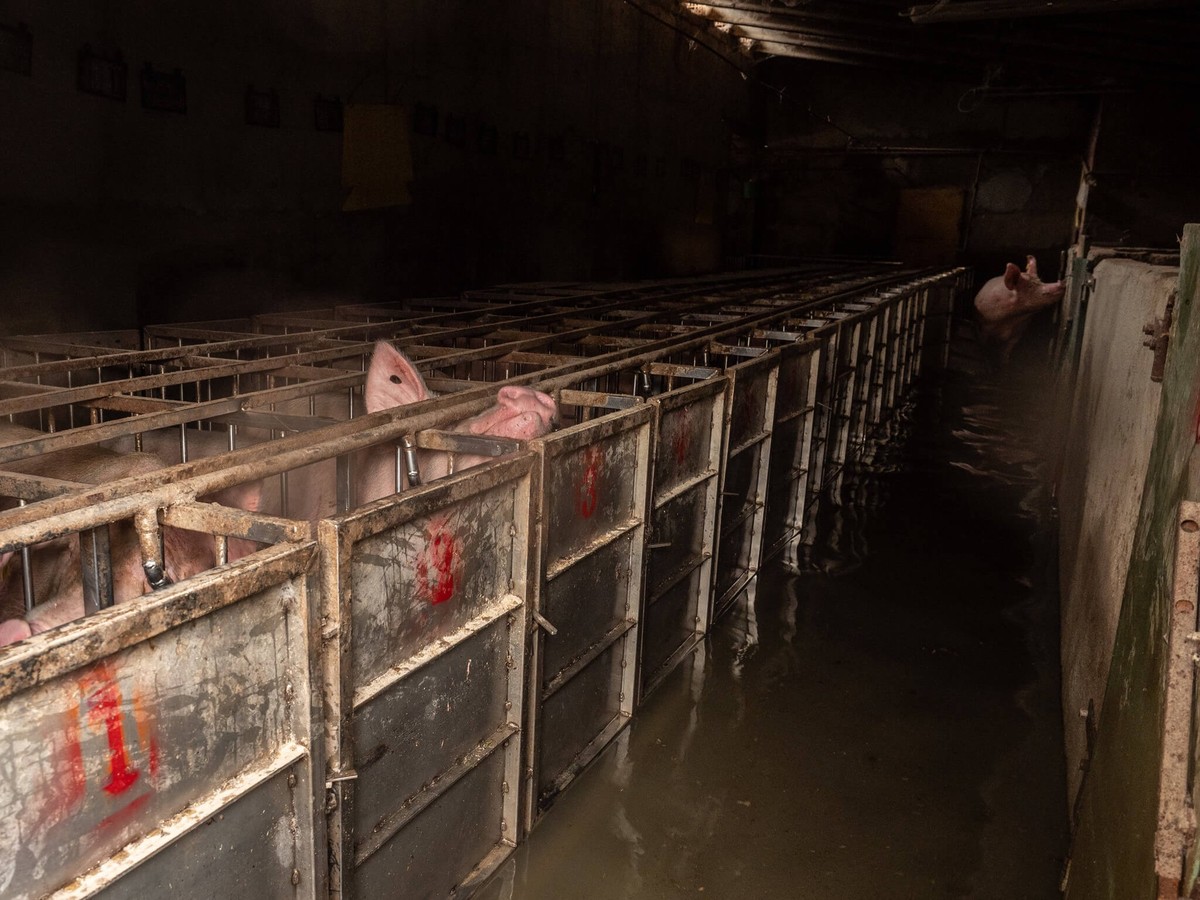 Für Schweine in solchen Käfigen gab es kein Entkommen, wenn das Wasser zu stark anstieg.