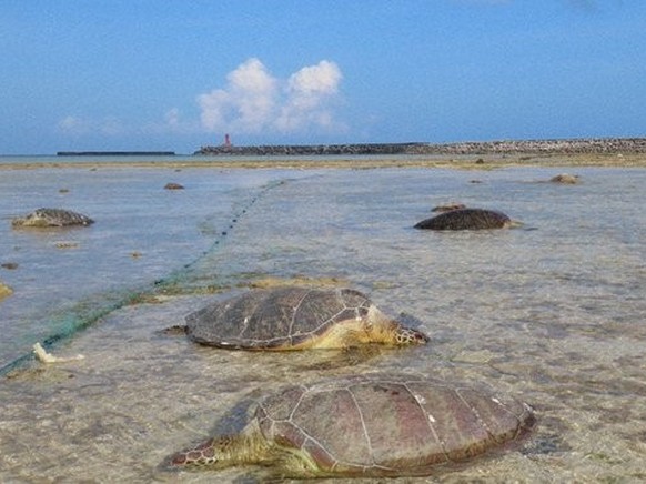 Grüne Meeresschildkröte in Kumejima getötet