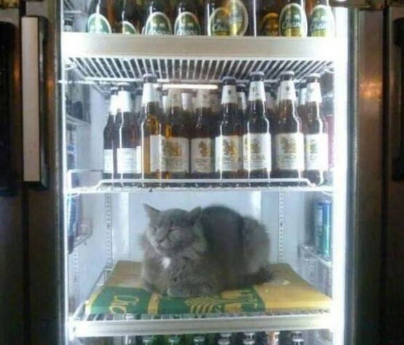 Katze im Kühlschrank
http://imgur.com/gallery/b02tQ
