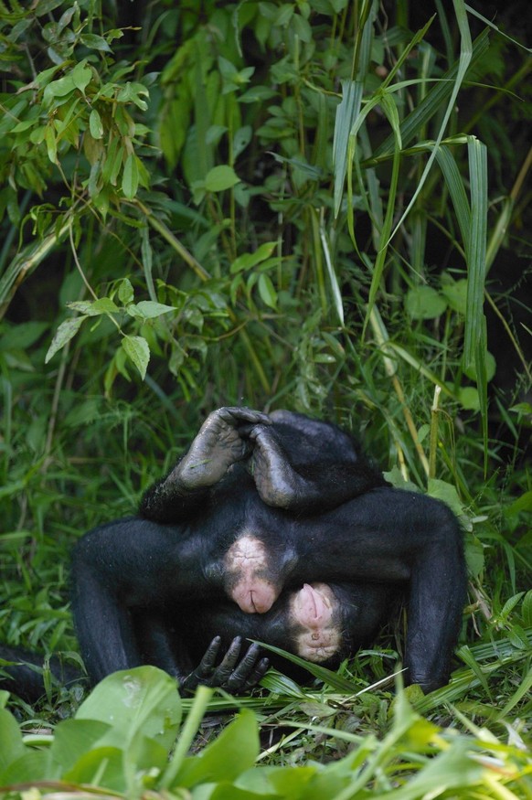 Bonobo (Pan paniscus) females engaged in sexual activity, Lola ya Bonobo Sanctuary, Democratic Republic of Congo PUBLICATIONxINxGERxSUIxAUTxONLY 1508667 CyrilxRuoso

Bonobo Pan paniscus females enga ...
