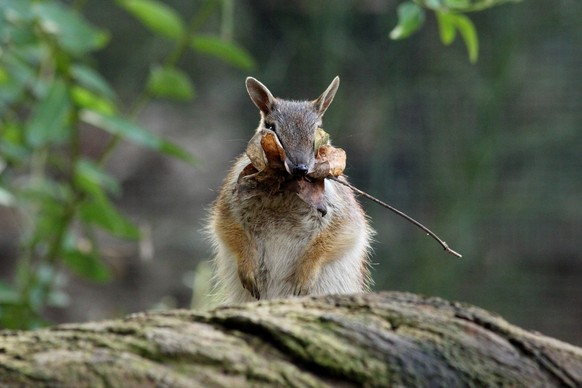 Numbat