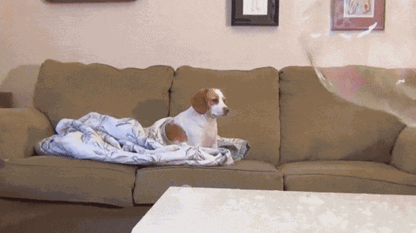 Animiertes GIF