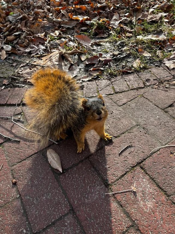 cute news animal tier eichhörnchen

https://www.reddit.com/r/squirrels/comments/rgs9qu/chonk_city_iu_bloomington/