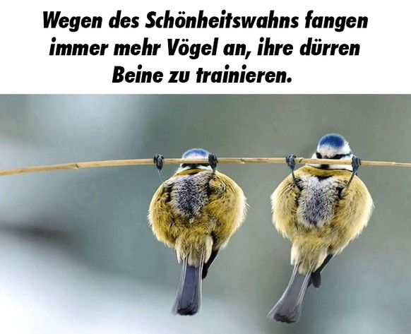 Vögel trainieren.