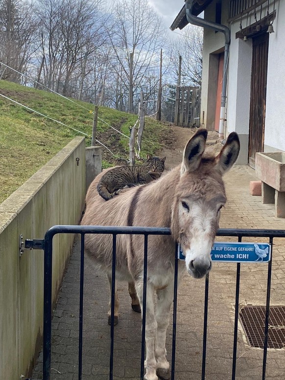 cute news animal donkey cat https://imgur.com/yaMbsIj