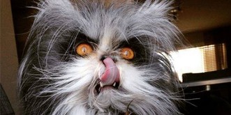 10 Bilder, die beweisen, dass deine Katze manchmal ein Dämon ist