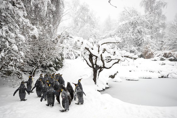 Koenigspinguine im Schnee, aufgenommen am Donnerstag, 14. Januar 2021, im Zoo Zuerich. (KEYSTONE/Alexandra Wey)