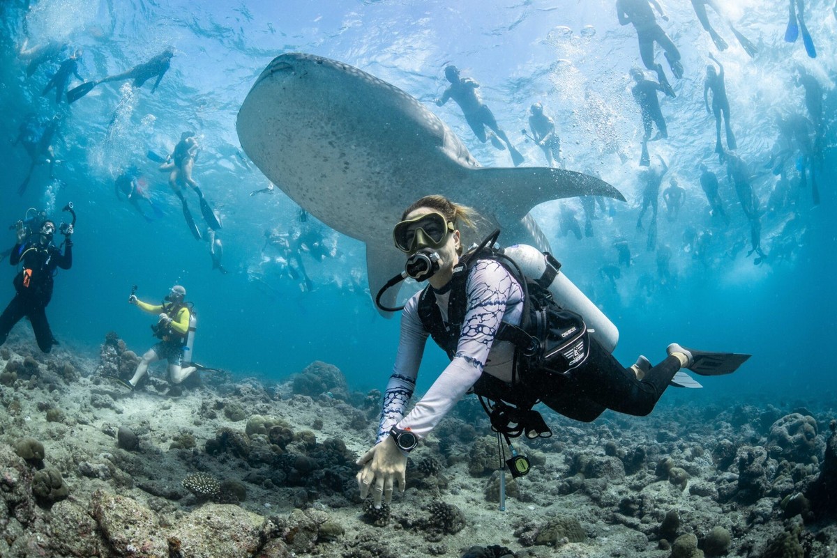 A whale shark is surrounded by divers and snorkelers in the Maldives, revealing the overwhelming pressure that crowded wildlife tourism can place on marine animals. With almost 50 people visible in th ...