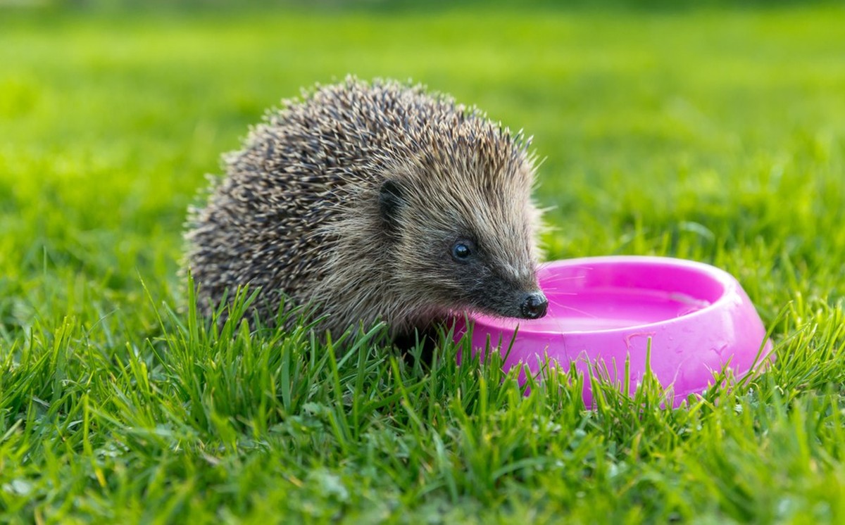 Ein Igel trinkt aus einem pinken Becher.