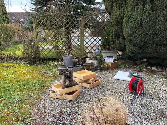 Annas Kapital: Die hässige Katze Hader in der frisch geschliffenen Schublade.