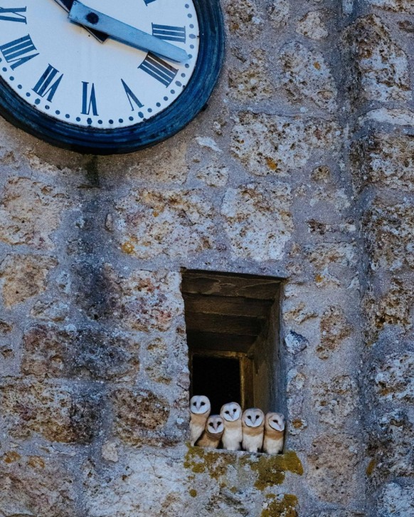 cute news tier eulen

https://www.reddit.com/r/Owls/comments/1e45xcn/a_family_of_owls_in_a_clock_tower_in_france/
