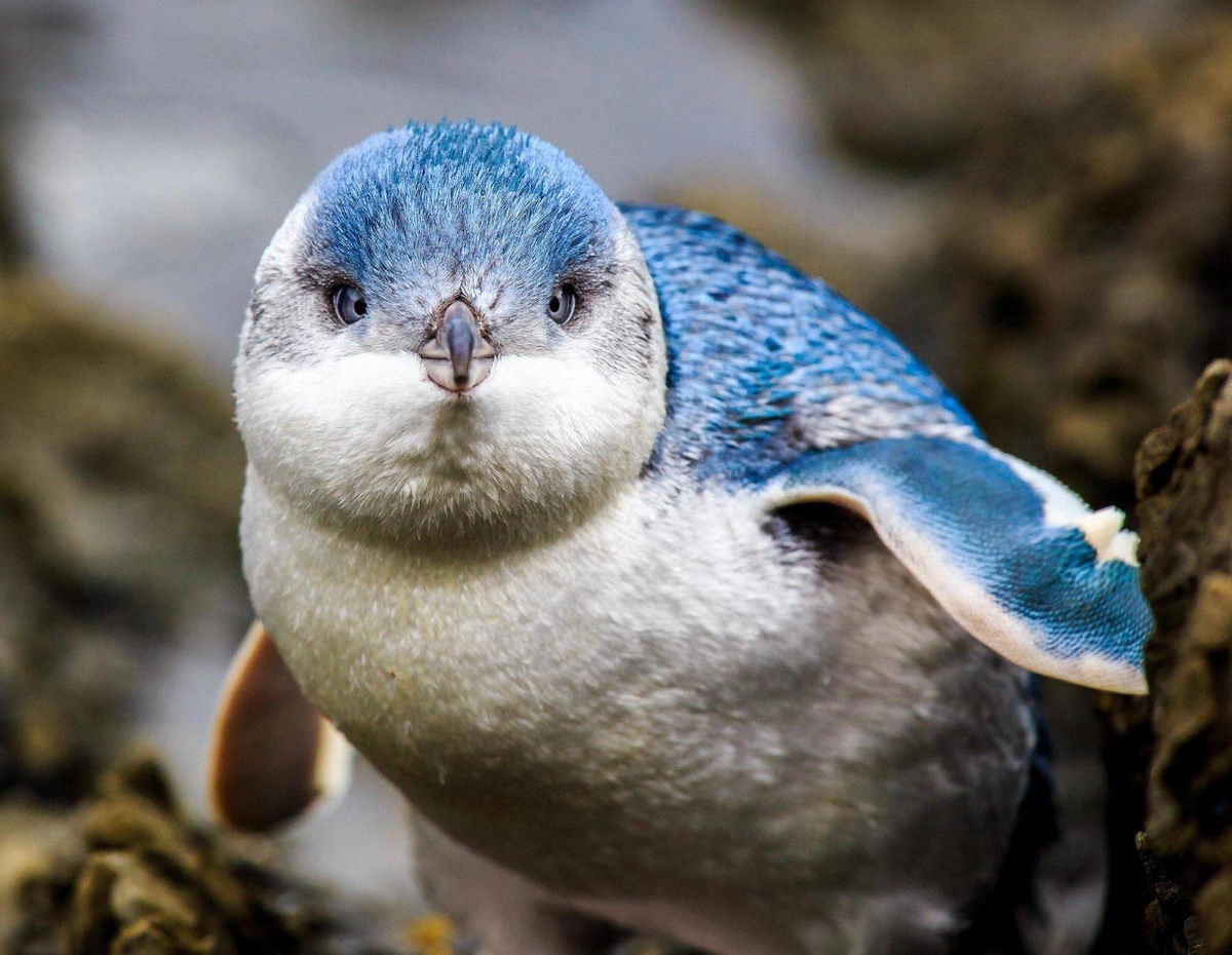 cute news tier zwergpinguin

https://www.reddit.com/r/Awwducational/comments/1087vtp/the_little_penguin_also_known_as_the_blue_penguin/