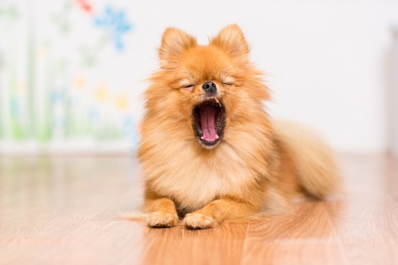 Hund gähnt dog yawning