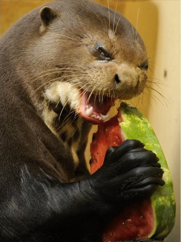 Die Wassermelone steht symbolisch für einen Graureiher.