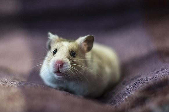 cute news animal tier hamster

https://www.reddit.com/r/hamsters/comments/szyfqc/peter/