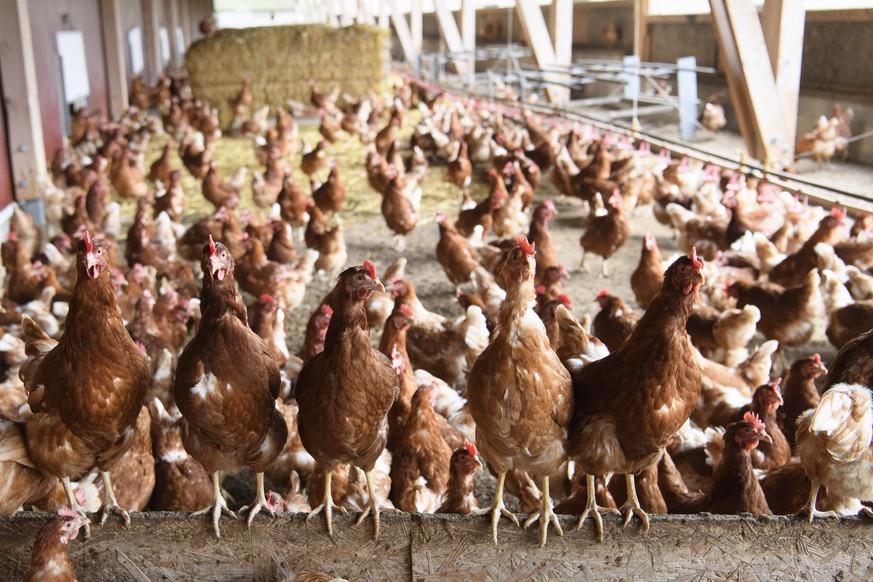 Des poules pondeuses sont photographiees a l&#039;interieur d&#039;un poulailler dans l&#039;exploitation agricole avicole Delacuisine, ce mercredi, 16 novembre 2016, a Daillens. Apres l&#039;appariti ...