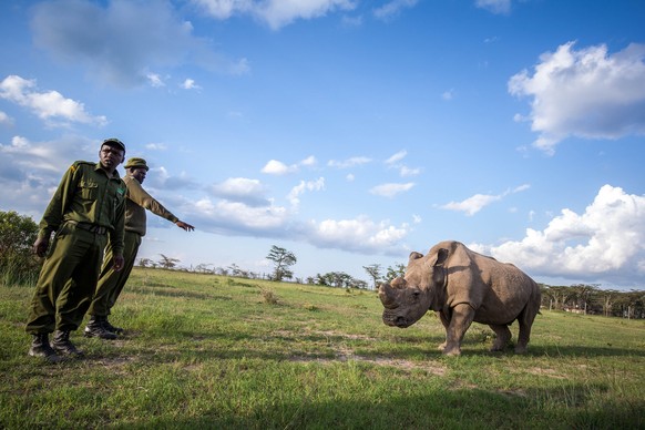 Northern white Rhino, nördliches Breitmaulnashorn