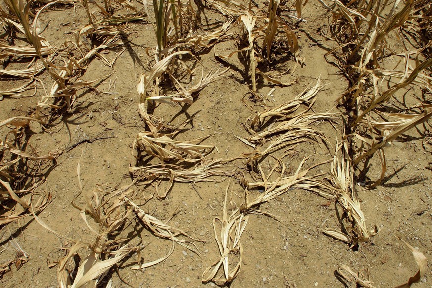 FILE - In this Monday, July 16, 2012 file photo, corn stalks struggling from lack of rain and a heat wave covering most of the U.S. lie flat on the ground in Farmingdale, Ill. To save the planet, the  ...