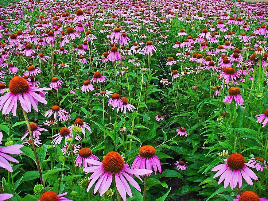 Aus dem Roten Sonnenhut wird der Wirkstoff Echinacea gewonnen, der anti-virale Wirkung hat.