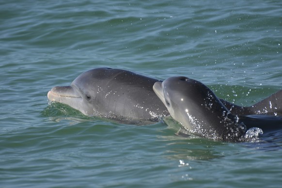 In this undated photo, bottlenose dolphins swim in open water near Sarasota Bay, Florida.  Photo taken under NMFS MMPA Permit No. 20455 issued to the Sarasota Dolphin Research Program.  A new study has...