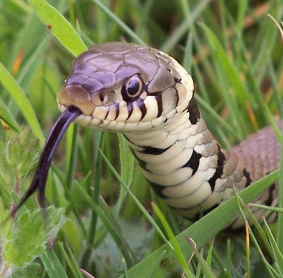 Nice news about snake animal https://www.pinterest.ch/pin/407857309974629093/