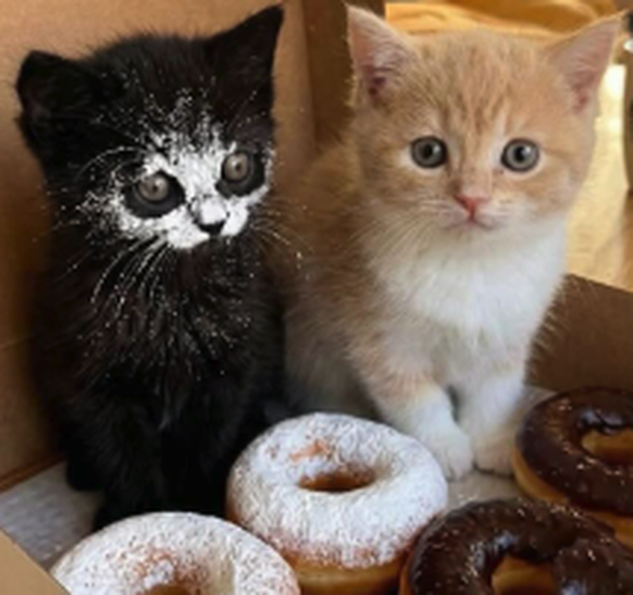 Baby Katzen