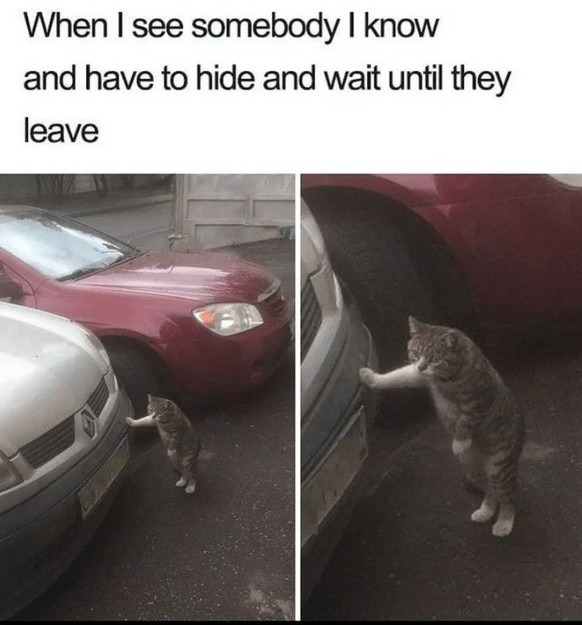 The best memes of the week in the picdump
