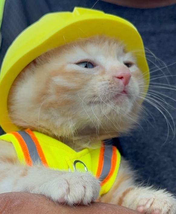 cute news tier katze

https://www.reddit.com/r/BeAmazed/comments/1vxotwx/a_construction_crew_in_barberton_ohio_rescued_an/
