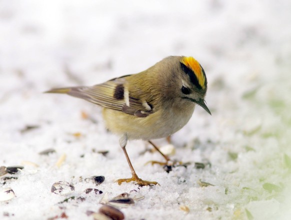 Wintergoldhähnchen (Regulus regulus) im Schnee