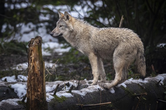 Ein Wolf im Wildnispark Langenberg, aufgenommen am Freitag, 8. Dezember 2023 in Langnau am Albis.Die Woelfe im Wildnispark Zuerich Langenberg stammen urspruenglich von Wildfaengen in den Karpaten ab u ...
