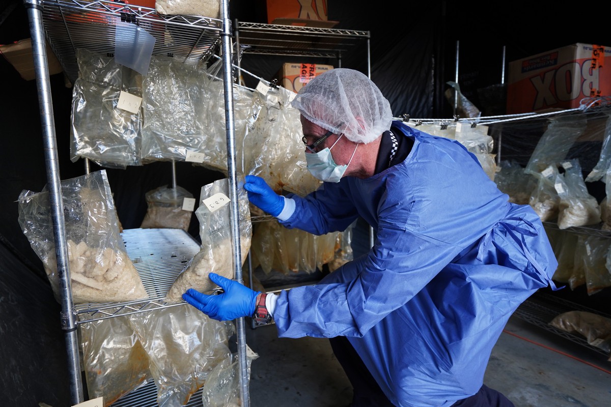 epa07772323 An undated handout photo made available by Queensland Police on 14 August 2019 shows seized MDMA powder, in Queensland, Australia. Police in Queenslamd announced on 14 August 2019 that the ...