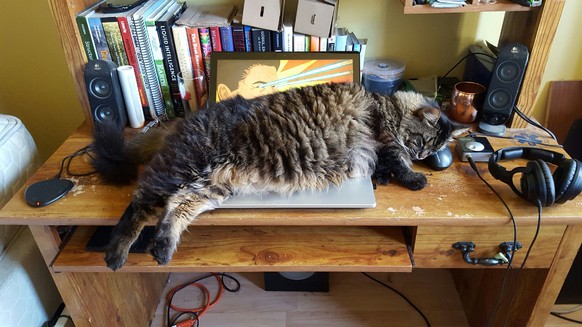 Katze liegt über dem Laptop.
https://imgur.com/gallery/Nj0Sz4r