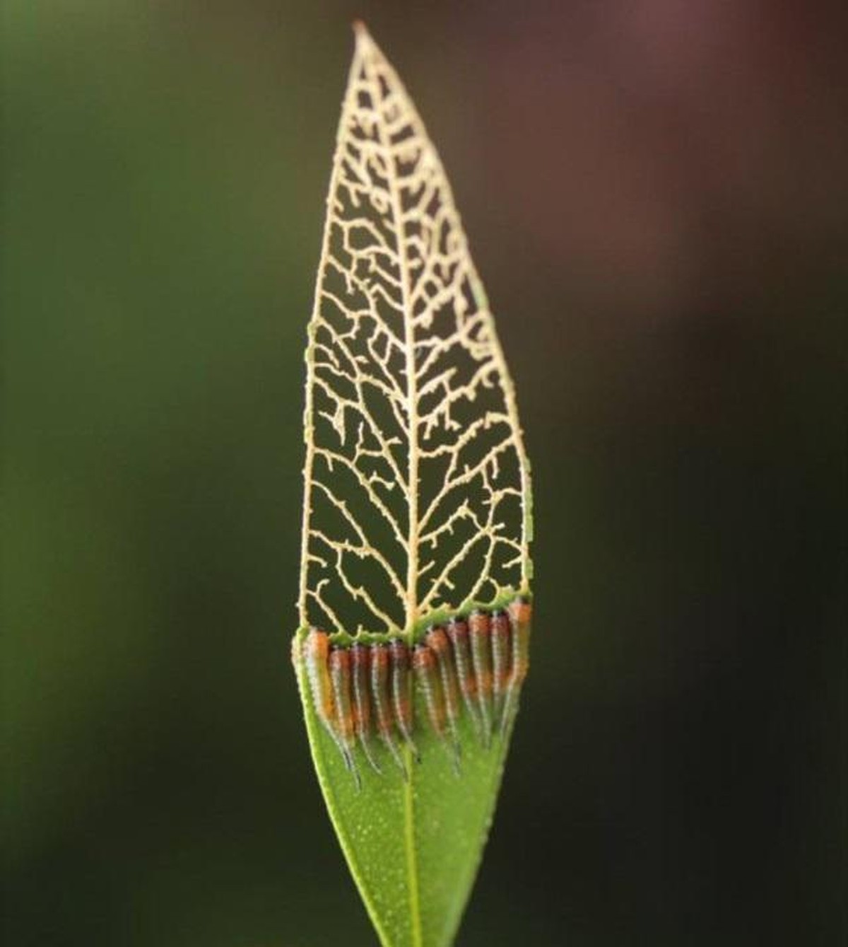 Blatt essen