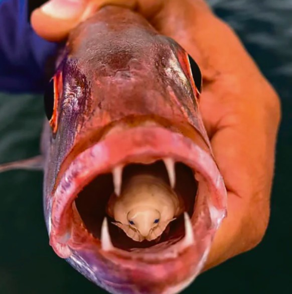 Unheimliche Bilder, in denen die Natur wieder mal ihre dunkelste Seite offenbart
